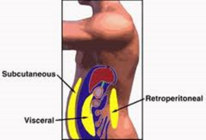 Subcutaneous fat with diagram